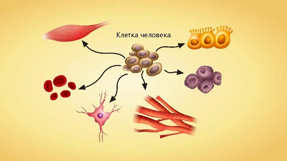 Группа клеток организма выполняющих