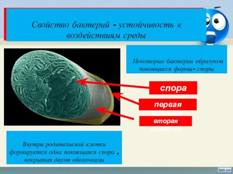 Форма спор бактерий. Покоящиеся формы микроорганизмов. Покоящаяся форма бактерий. Покоящиеся формы бактерий. Некоторые бактерии.