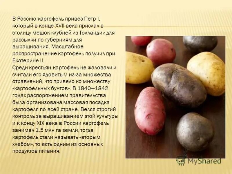 Где появилась картошка