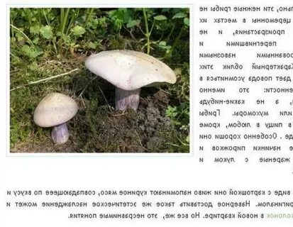 Варить грибы синеножки