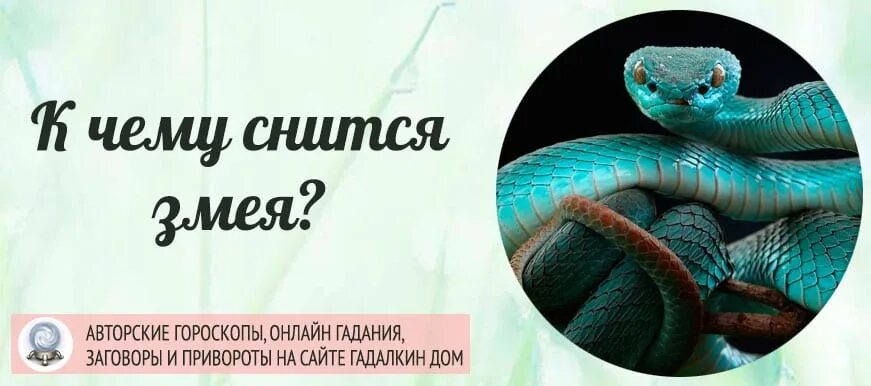 К чему снится роды женщине замужней. К чему снятся змеи. К чему снятся змеи женщине. К чему приснилась змея во сне женщине.