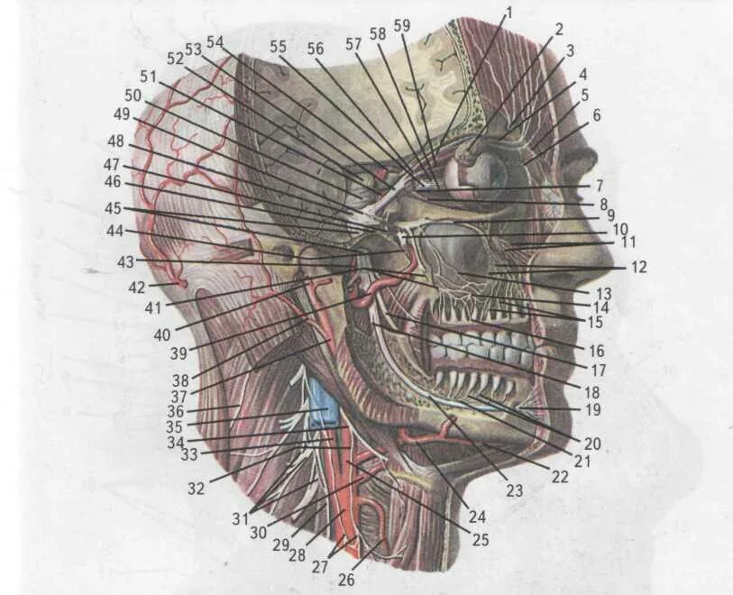 Сосуды и нервы головы. Анатомия нервов головы. Схема нервов головы человека.