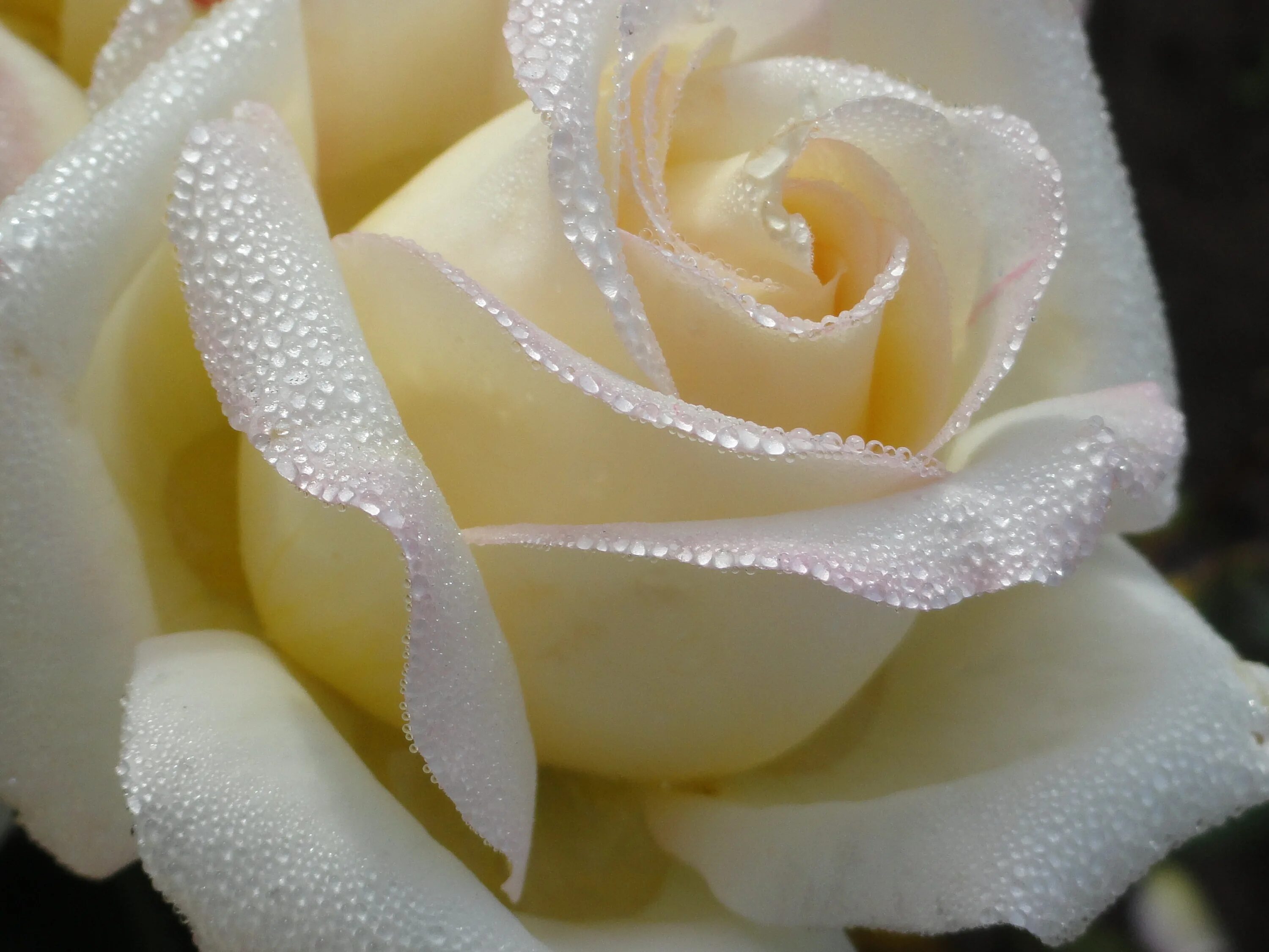 Белые розы. Красивые розы. Красивые белые цветы. Цветы белые розы. Gullar rasmi atirgul