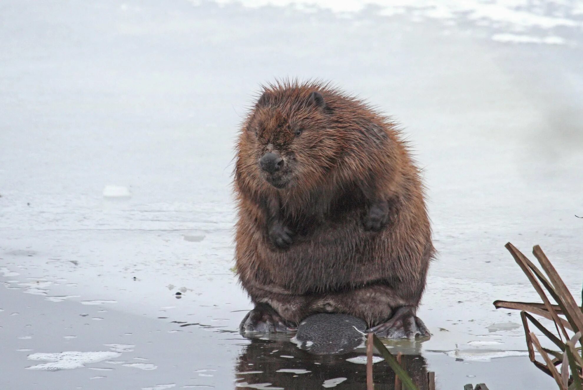 Бобр ценный мех. Канадский бобр (castor canadensis). мохнатый бобр ухта. выдра и ондатра. бобр речной обыкновенный.