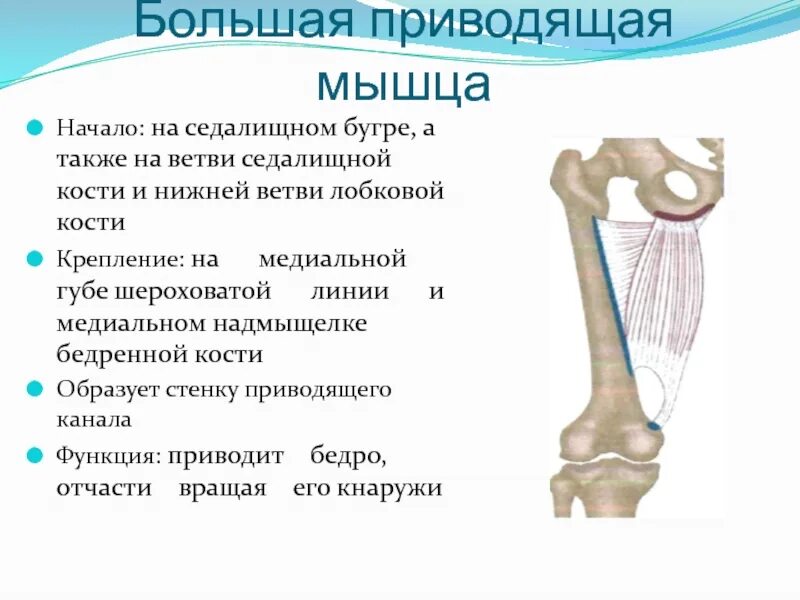 Функции приводящих мышц. Большая приводящая мышца. Большая приводящая мышца функции. Приводящие мышцы бедра крепление. Медиальная губа шероховатой линии бедренной кости.