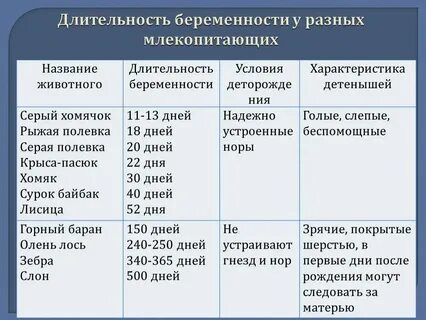 Сколько длится период беременности