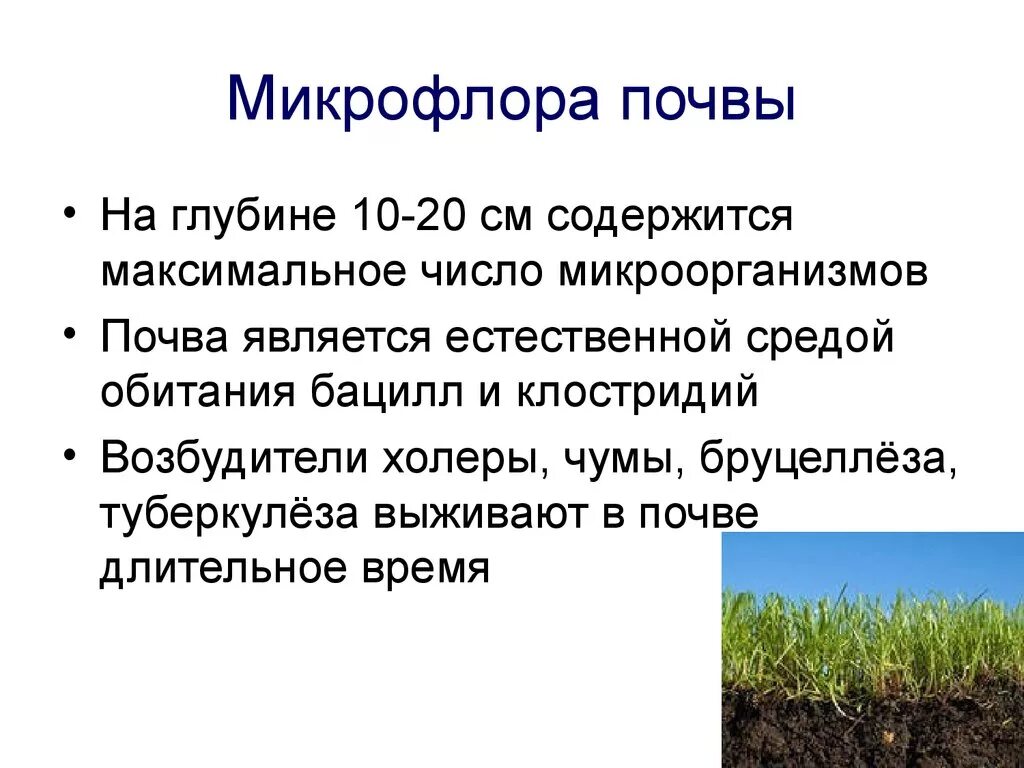 Значение почвенных бактерий. Краткая характеристика микрофлоры почвы. Экология микроорганизмов микрофлора воды воздуха и почвы. Экология микроорганизмов микрофлора почвы. Экология микроорганизмов микробиоценоз почвы воды воздуха.