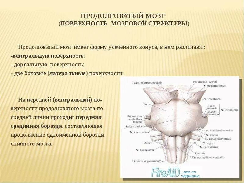 Срединная борозда продолговатого мозга. Ромбовидная ямка продолговатого мозга анатомия. Перекрест пирамид анатомия. Продолговатый мозг, строение продолговатого мозг. Строение вентральной поверхности продолговатого мозга.