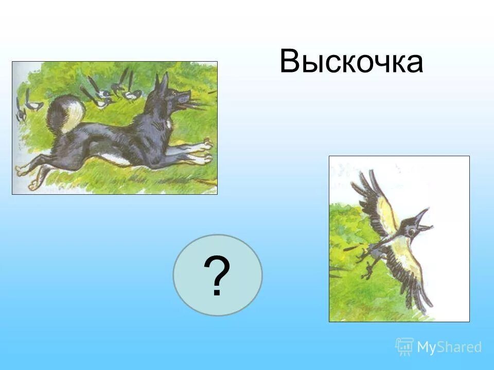 Выскочка пришвин 4 класс. Рисунок выскочка. Рисунок на тему Высочка. Рисунок выскочка 4 класс. Как рассказчик относится к вьюшке и выскочке