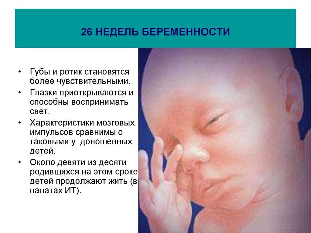 26 недель беременности размером. 26инеделя беременности. Ребёнок на 26 неделе беременности.