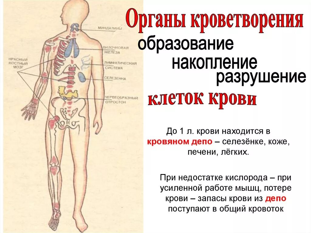 Выработка крови организмом