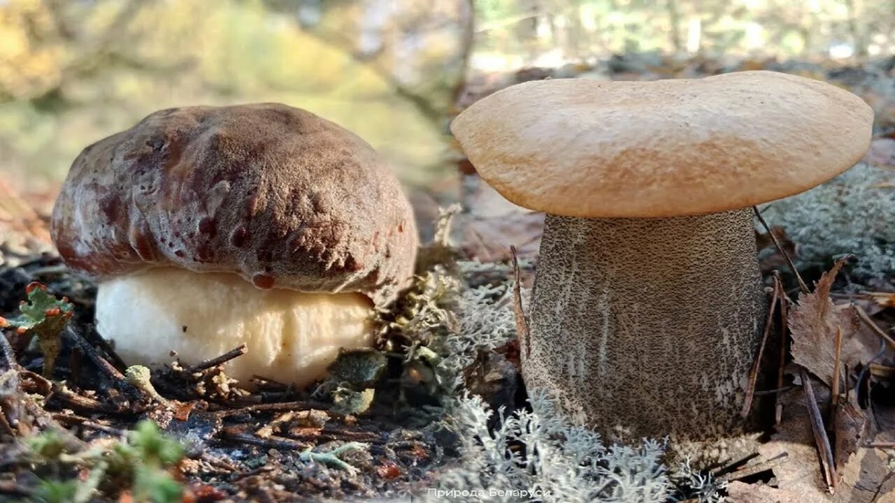 Боровой белый гриб. Боровик Сосновый. Белый гриб Сосновый. Озерные грибы.