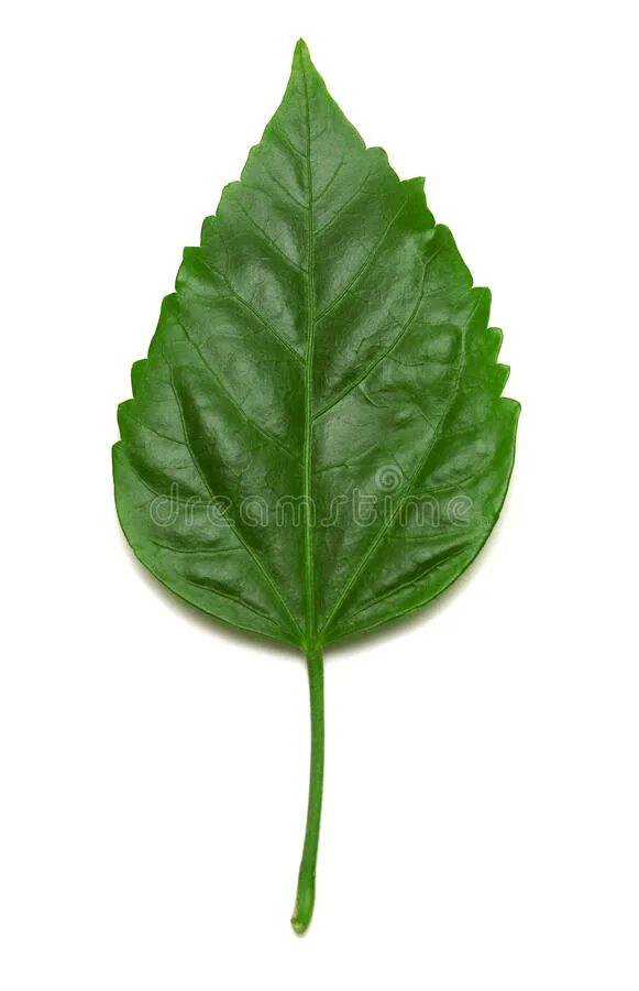 Форма листа гибискуса. Гибискус форма листа. Гибискус листья. Форма листьев гибискуса. Гибискус листок.
