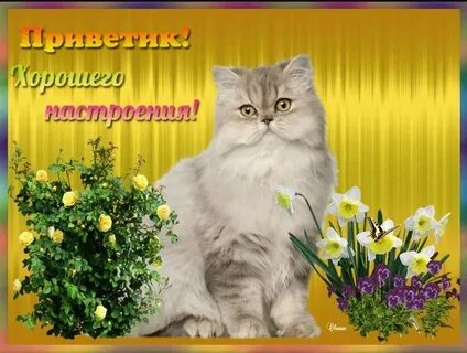 Картинки хорошего настрою