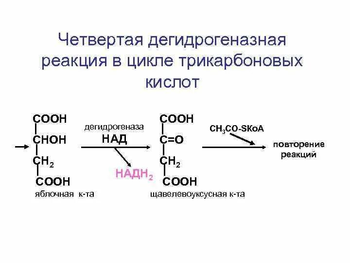 Цикл трикарбоновых кислот 2 реакция. Реакция образования фадн2 в ЦТК. Дегидрогеназные реакции цикла Кребса. 3 Реакция ЦТК.