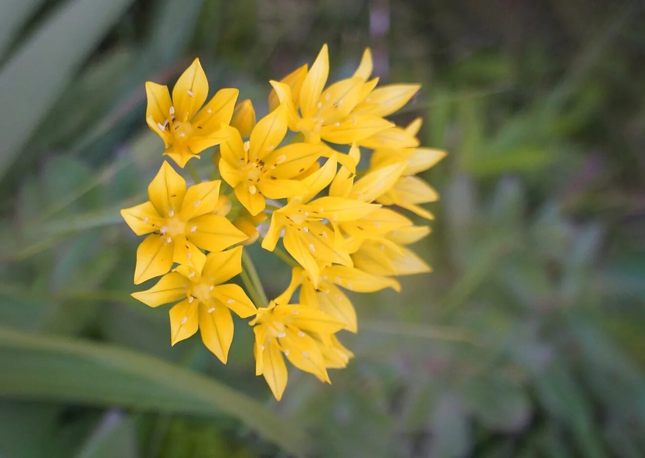 Лук молли фото. Аллиум Moly. Лук аллиум моли. Аллиум моли Allium Moly.. Лук золотой Молли.