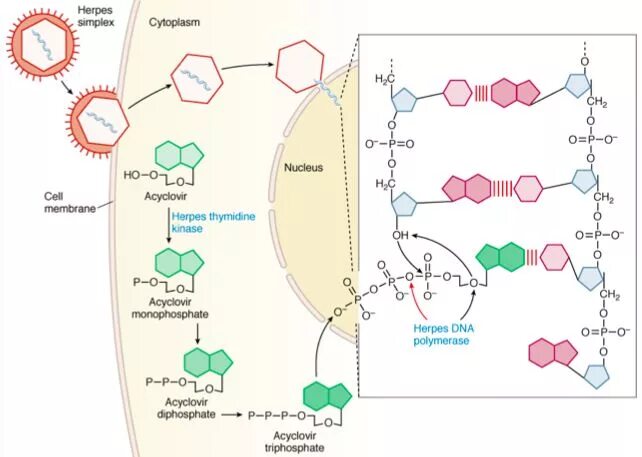 Ацикловир механизм действия. Механизм противовирусного действия ацикловира. Схема действия ацикловира. Ацикловир механизм действия фармакология. Herpes simplex 1 2 igg