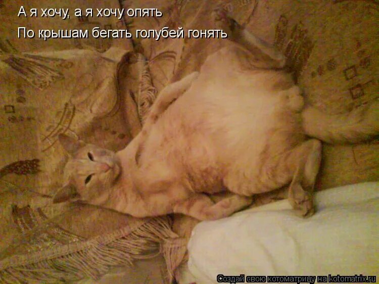 а я хочу по крышам бегать текст