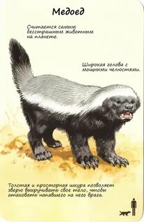 Медоед описание
