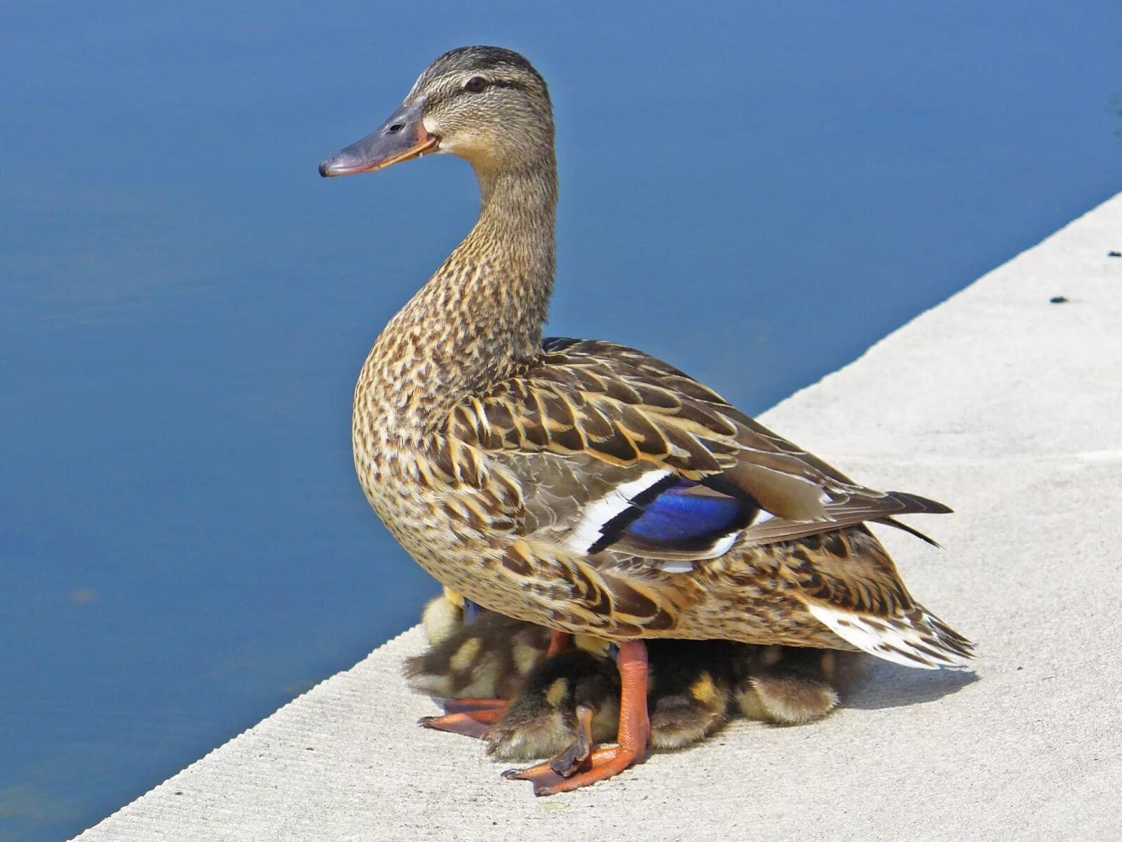 Утка canard de Bourbourg. Duck firma. Duck Magnat. Related-Duck.