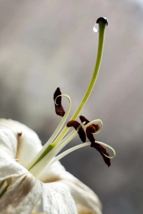 Please. Mama, Please. - Dark Fantasy Novels Free Flying Press Lily, Dark fantasy