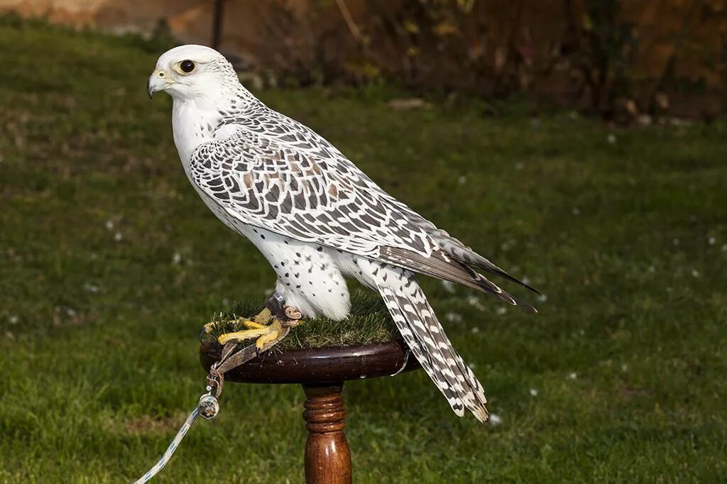 Краснохвостый ястреб. Ястреб тетеревятник сапсан. Краснохвостый сарыч. Кречет falco rusticolus. Соколы доска объявлений.