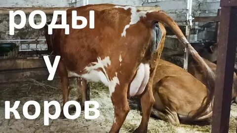 Через сколько телится коров