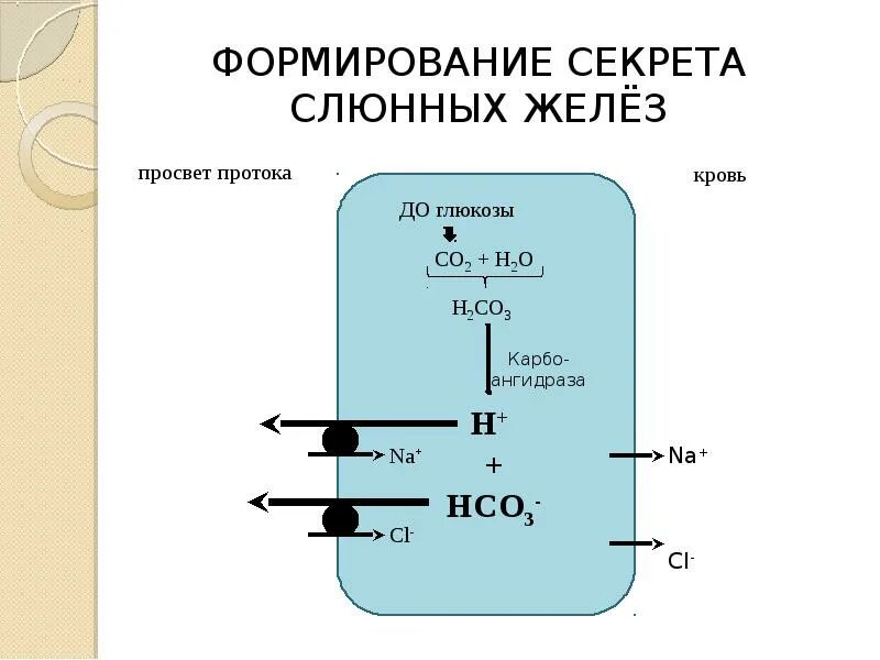 Формирование слюны. Регуляция слюны биохимия. Биохимия смешанной слюны. Биохимия ротовой жидкости. Схема образования слюны.