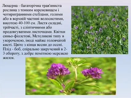 Люцерна описание