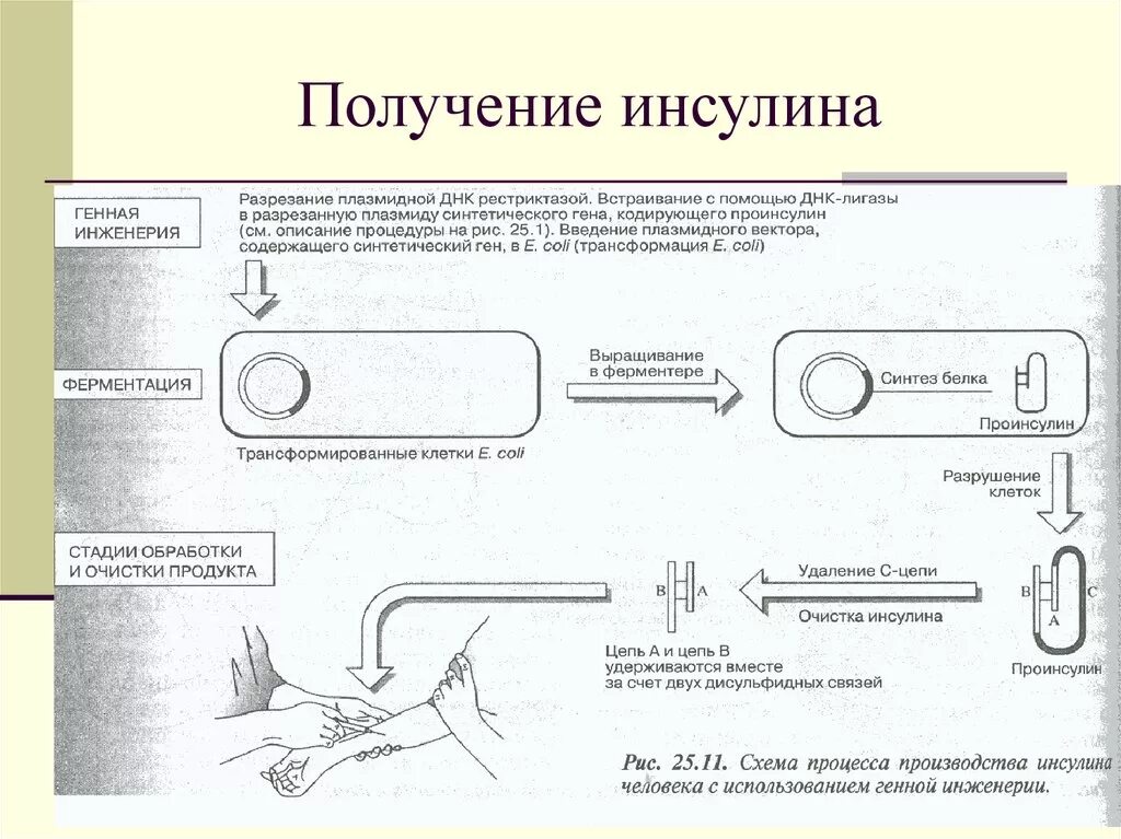 Схема получения рекомбинантного инсулина. Метод получения искусственного инсулина. Схема способы получения инсулина человека. Схема получения инсулина генной инженерией. Этапов биотехнологии получения инсулина