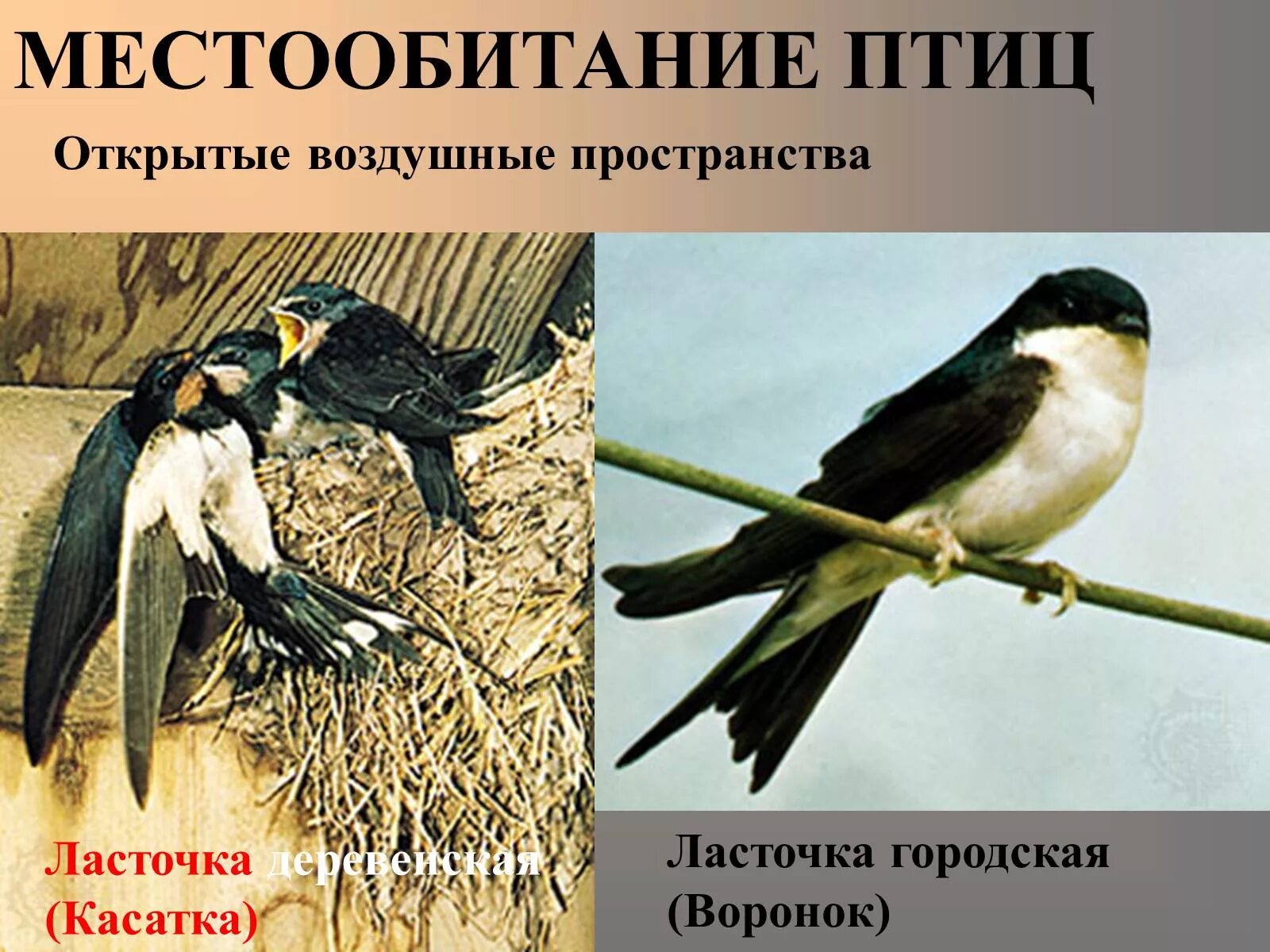 Норы ласточек-береговушек. Строение ласточка городская. Стриж окружающий мир. Ласточки летают низко перед дождем. Ласточка птица.