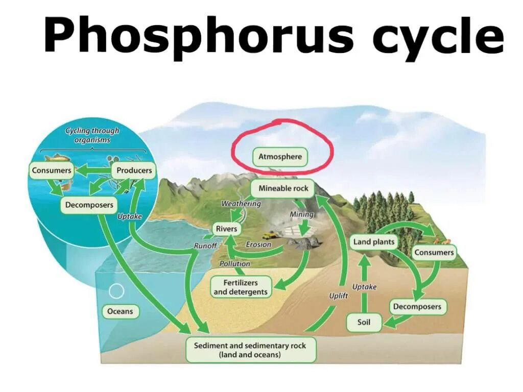 Through the cycle. Phosphorus cycle. the phosphorus cycle in nature. the cycle карта ресурсов. phosphorus cycle in water.