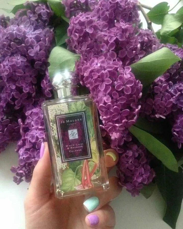 Сирень в духах. Джо Малон сирень. Джо Малон запах сирени. Jo Malone White Lilac & Rhubarb. Джо Малон фиолетовый.