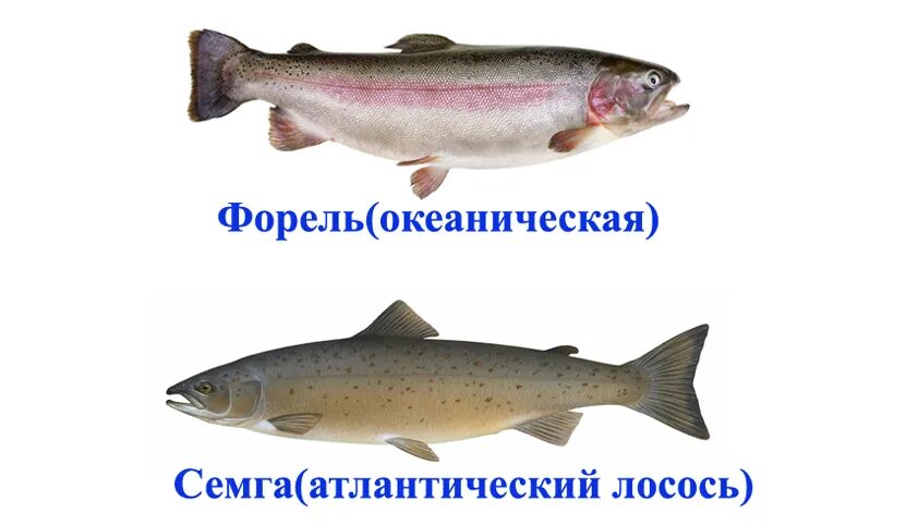 Лосось или семга в чем разница. Чавыча форель лосось отличия. Форель лосось семга отличие. Отличия кумжа форель семга лосось. Лосось сёмга форель различия.