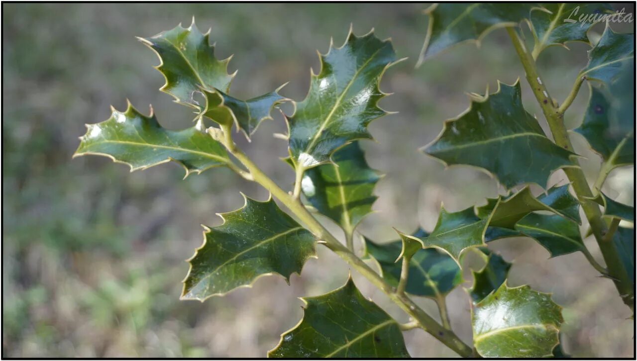 листы деревьев и их названия. название листьев деревьев. разные листья с названиями. листья деревьев. листья разных деревьев.