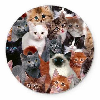 Круглых котиков
