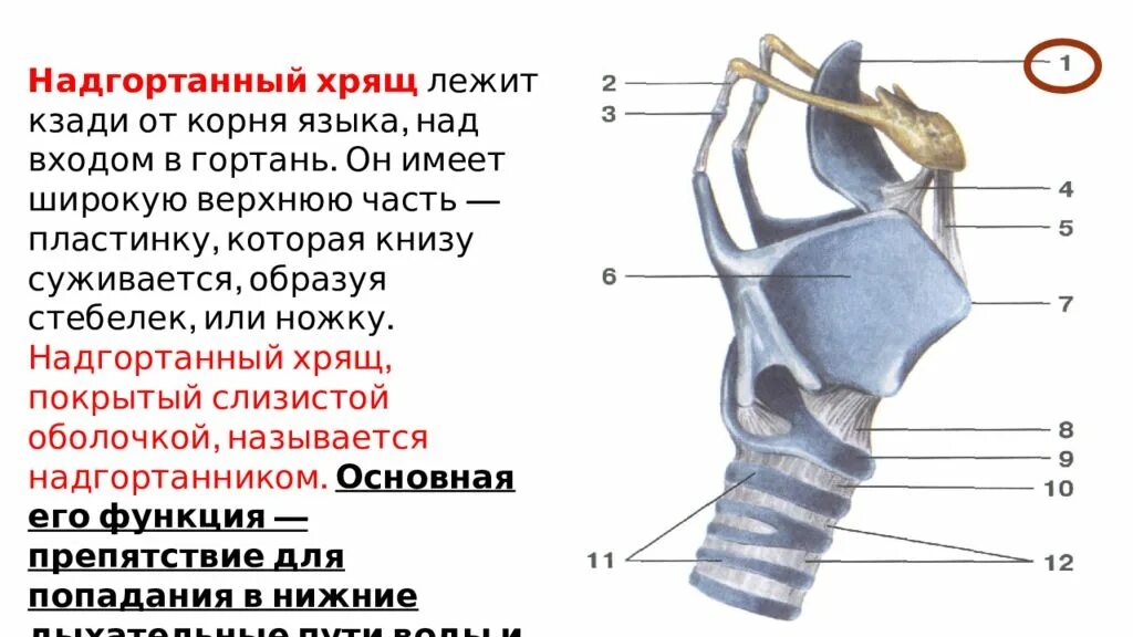 Гортани органы входящие в состав системы. Анатомия гортани надгортанник. Функция надгортанника в дыхательной системе. Надгортанник строение и функции. Надгортанник анатомия функции.