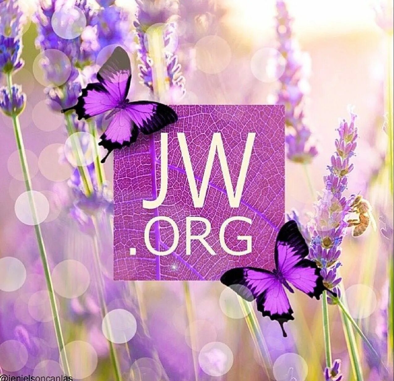 JW org. Site JW.org. Фото JW.org. JW.org проповедь. Https jw org