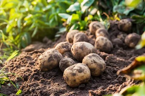 Potato plant
