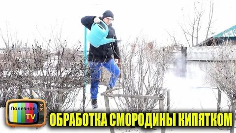 Обработка смородины кипятком