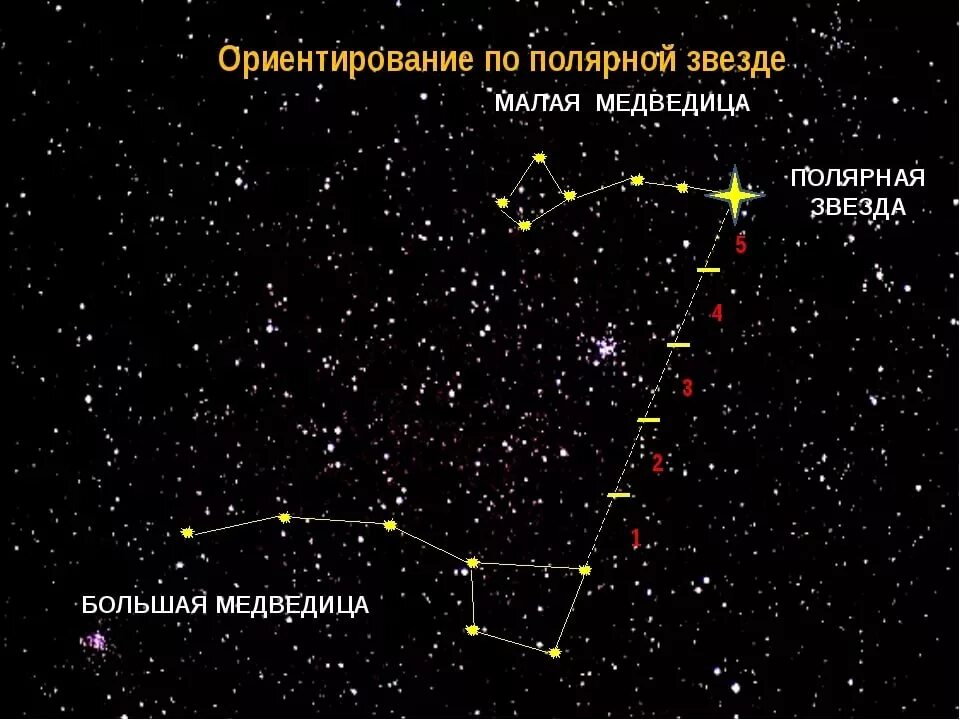 Большая и малая Медведица Полярная звезда. Созвездие ковш малой медведицы. Большая и малая Медведица звёзды в созвездии. Созвездие малая Медведица и Полярная звезда. Большая медведица видна