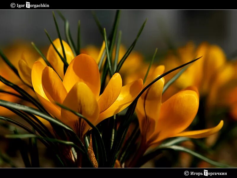 Шафран 7. Крокус Шафран желтый. Шафран Грушинский желтый цветок. Желтый Шафран цвет. Шафран желтый обыкновенный.