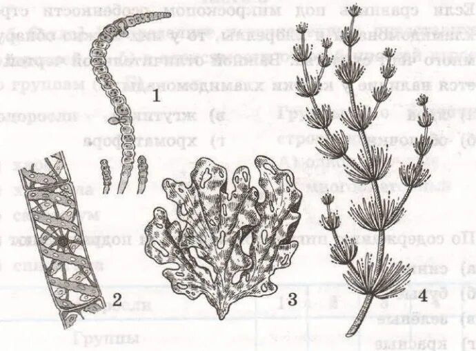 Красные водоросли 7 класс впр. Харовой водоросли спирогиры. Нитчатые зеленые водоросли строение. Нитчатая зеленая водоросль рисунок. Улотрикс строение.