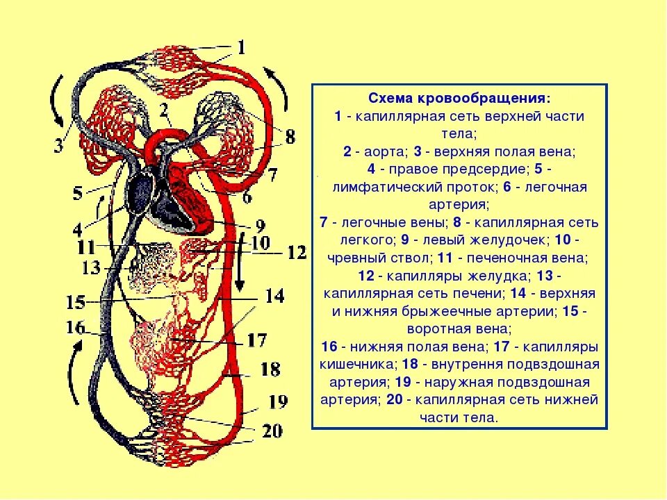 Кровоснабжение органов схема. Общая схема кровообращения. Схема кровообращения схема. Система кровообращения человека. Три отдела кровообращения