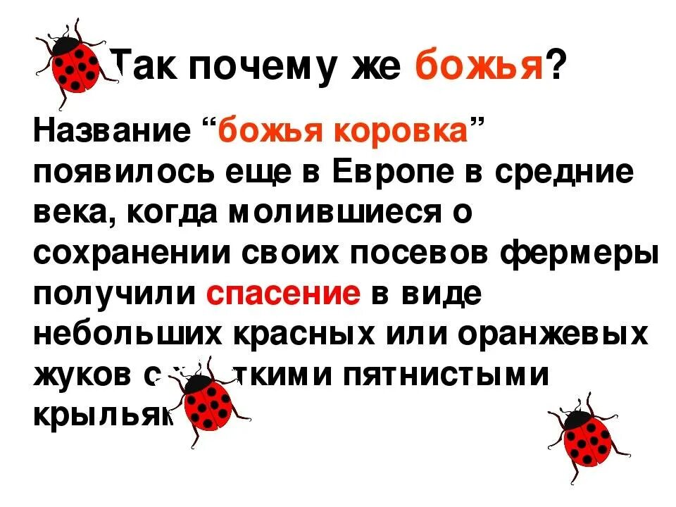 Как пишется божья коровка. Интересные факты о Божьей коровке. Название бодъей короаки. Божья коровка название. Почему называется Божья коровка.