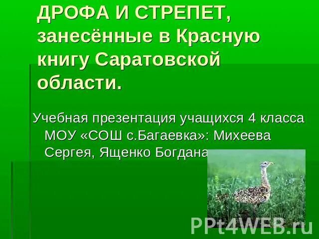 Песни занеси меня в красную книгу. Животные из красной книги Саратовской области. Животные Саратовской области занесенные в красную книгу. Дрофа занесена в красную книгу. Растения Саратовской области занесенные в красную книгу.