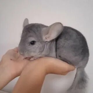 Шиншилла самец