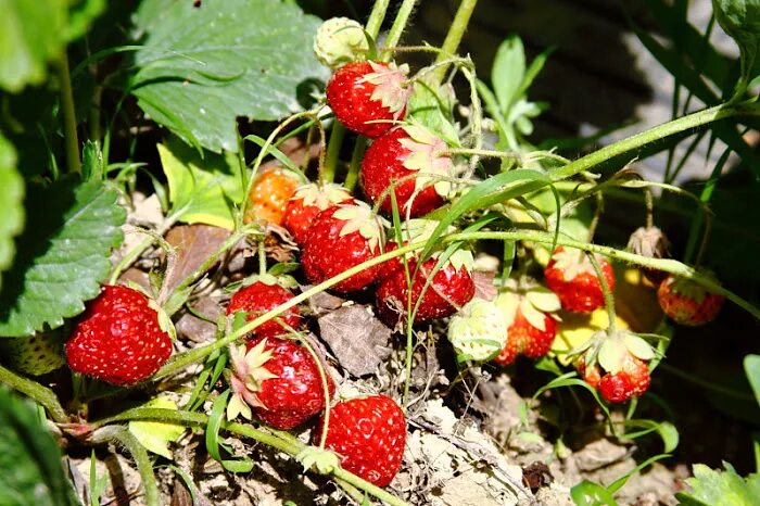 Земляника лесная. Земляника описание. Почему земляника растущая на солнечной поляне слаще. Клубника хоней на грядке. Земляника лесная (fragaria vesca).