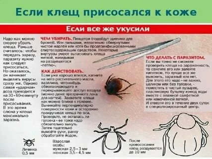 Чем обработать укус после кошки