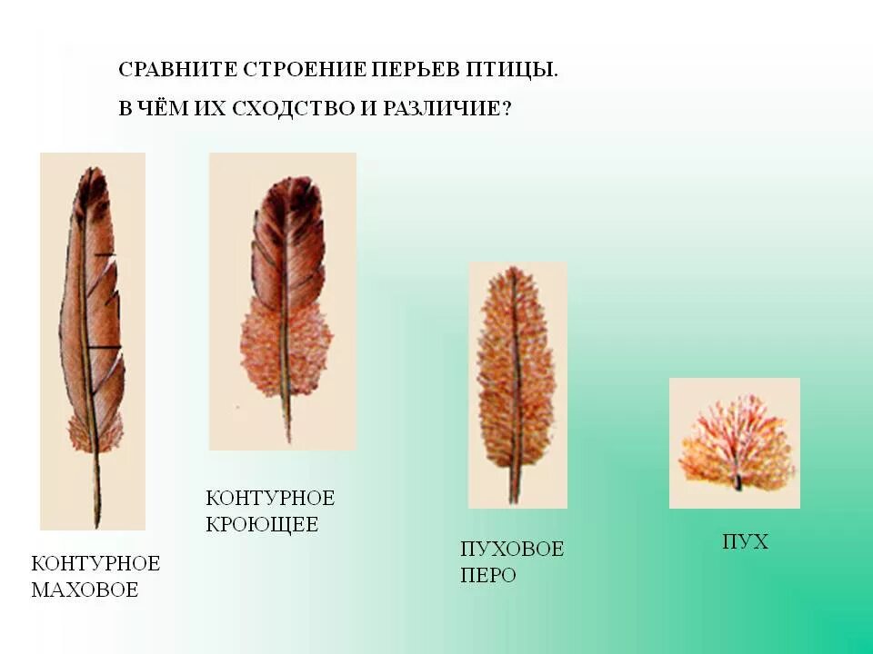 Строение пухового пера. Строение пухового пера птицы. Строение пуховое перо пера. Пуховое перо птицы строение.